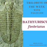 Molting and Moving — BATHYURISCUS fimbriatus Trilobite