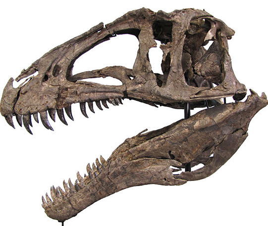 DinosaurHead