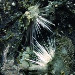 Digging In and Making Discoveries on Hart Mountain Mining