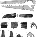 Earth Science News: A Big Bird is Pulled from the Shelves Pelagornithid fossil specimens