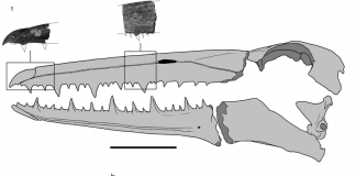 Pelagornithid fossil specimens