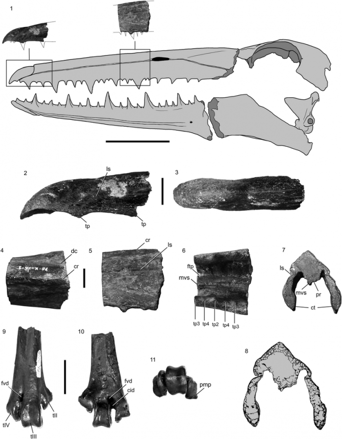Pelagornithid fossil specimens