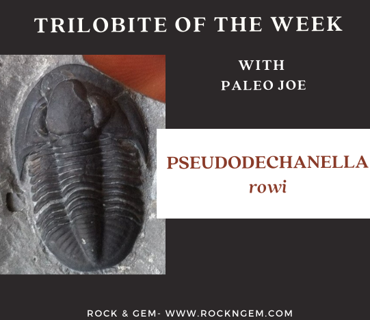 Trilobite of Week logo