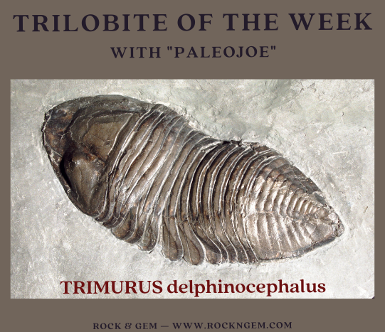 TRIMURUS delphinocephalus