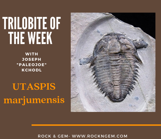 TrilobiteOfWeek 022321