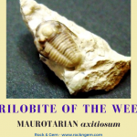 Trilobite of the Week: MAUROTARIAN axitiosum MAUROTARIAN axitiosum