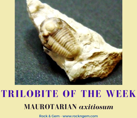 TrilobiteWeek0202 MAUROTARIAN axitiosum