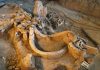 Juvenile mammoth remains