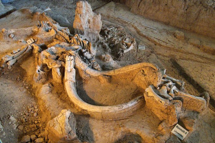 Mammothfossil Juvenile mammoth remains