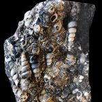 Parting Shot: Turritella agate Turritella agate