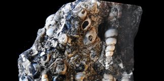 Turritella agate