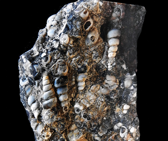 Turritella agate