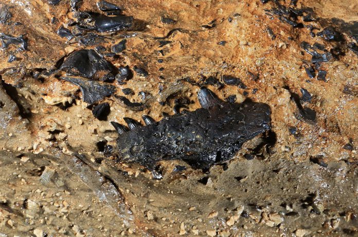 Tetrapod_Fossil_(15587247848)