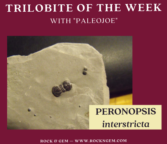 TrilobiteOfWeek 030221