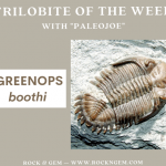 Trilobite of the Week