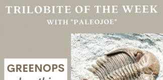 Trilobite of the Week