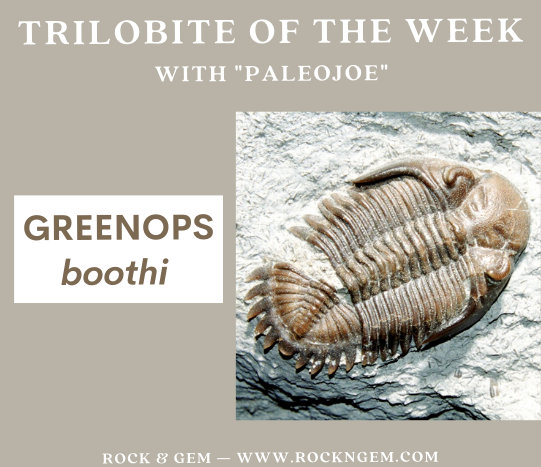 Trilobite of the Week