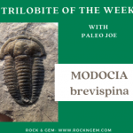 Trilobite of the Week: MODOCIA brevispina Trilobite of Week logo