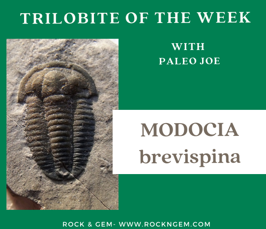 TrilobiteOfWeek 033021 Trilobite of Week logo