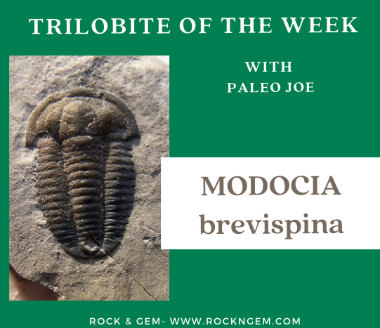 Trilobite of Week logo