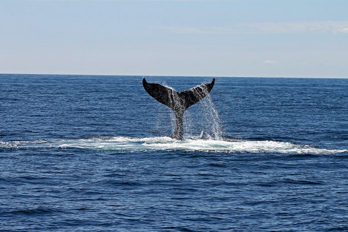 WhaleTailImage Whale tail