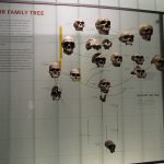 Human? Chimp? Or None of the Above? Paleoanthropoloigsts Beg to Differ Hominid tree
