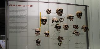 Hominid tree