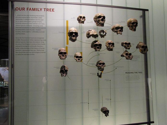 Hominid Tree Hominid tree