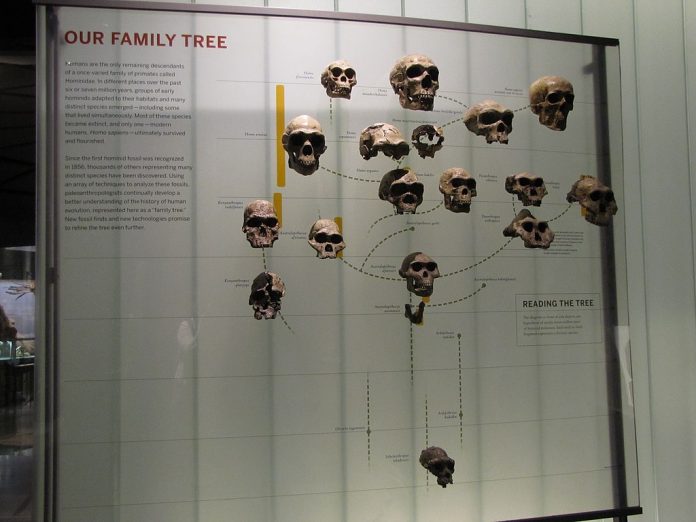 Hominid tree