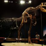 Why No Mid-Size Models among Carnivorous Dinosaurs? Juvenile T-rex fossil "Jane"