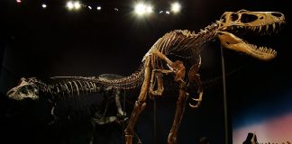 Juvenile T-rex fossil "Jane"