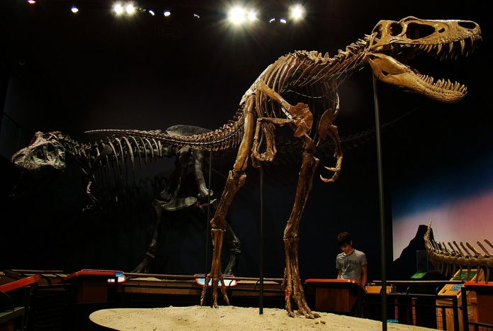 JuviT-rex Juvenile T-rex fossil