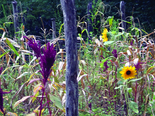 Crops grown as foodstuffs