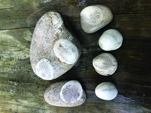 Fossils from Kelleys Island State Park