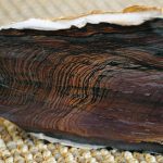 A Life Transformed by Picture Rocks Biggs jasper