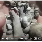 Virtual Excursions: Fossil Hunting with the Dry Dredgers