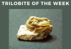 Trilobite of Week logo