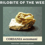 Trilobite of the Week: CORDANIA wessmani Trilobite of Week logo
