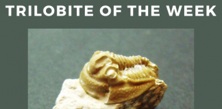 Trilobite of Week logo