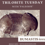 Trilobite of the Week: BUMASTIS ioxus Trilobite of Week logo