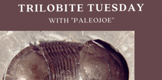 Trilobite of Week logo