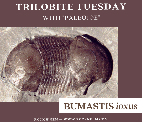 TrilobiteOfWeek 041321B Trilobite of Week logo