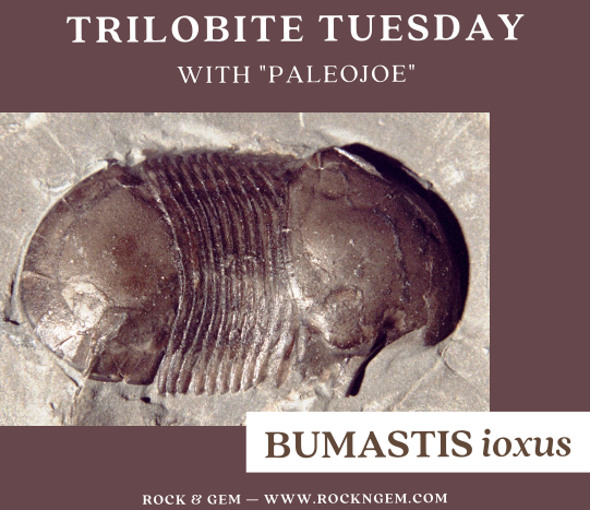 Trilobite of Week logo