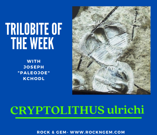 TrilobiteOfWeek 042021 Trilobite of Week logo