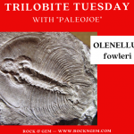 Trilobite of the Week: OLENELLUS fowleri Trilobite of Week logo