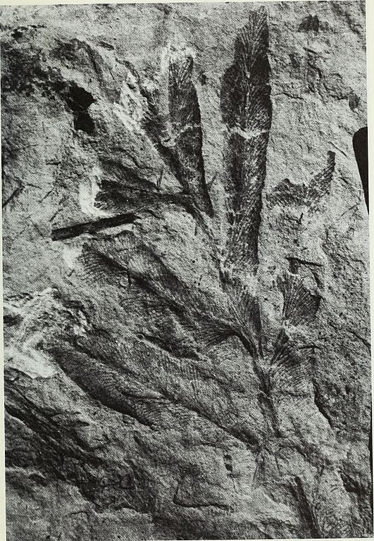 An_Early_Pennsylvanian_flora_with_megalopteris_and_noeggerathiales_from_west-central_Illinois_(1977)_(21122927785) Noeggerathiales