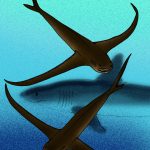 Shark or Ray? One Finny Fish, for Sure! Extinct mackerel shark