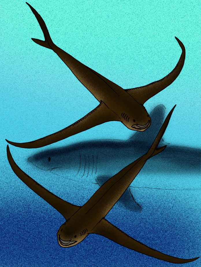 Aquilolamna_milarcae_restoration Extinct mackerel shark