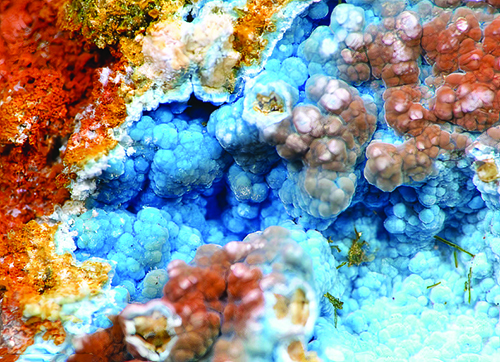 Ceruleite1 ceruleite