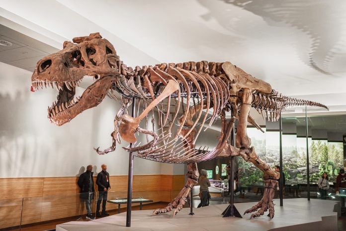 TRex Tyrannosaurus Rex